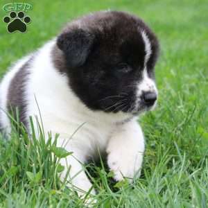 AKC Bailey, Akita Puppy